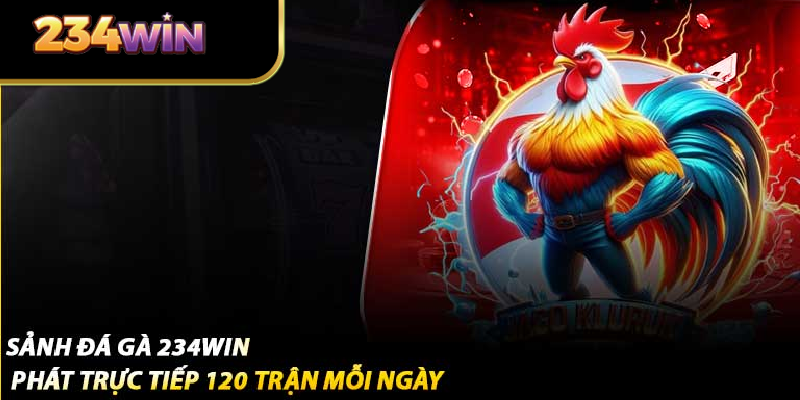 Sảnh đá gà tại nền tảng, phát trực tiếp 120 trận mỗi ngày